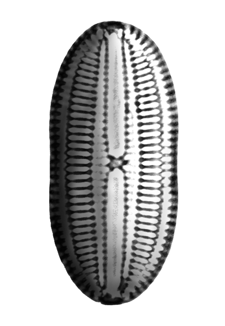 Dictyocha speculum